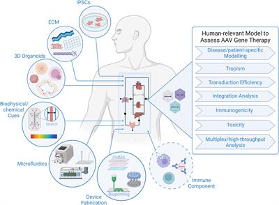 Frontiers | Organoids And Microphysiological Systems: Promising Models ...